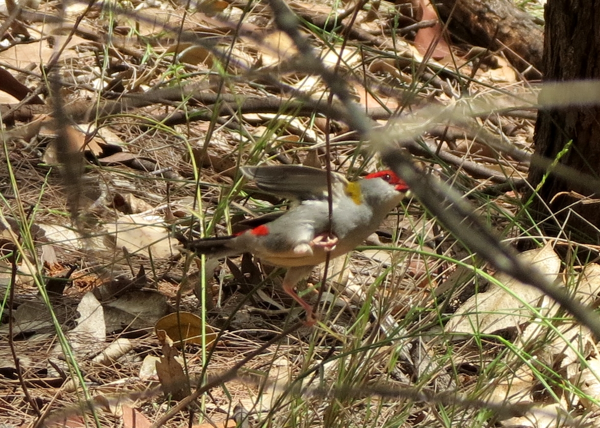 Red-browed Finch - 4 Feb 2013