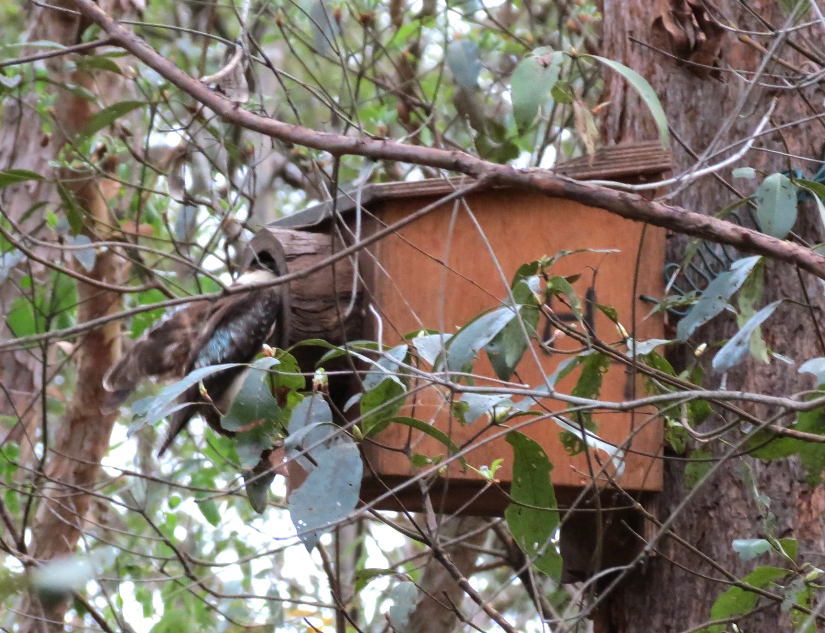 Kookaburra feeding chicks - 25 Dec 2013