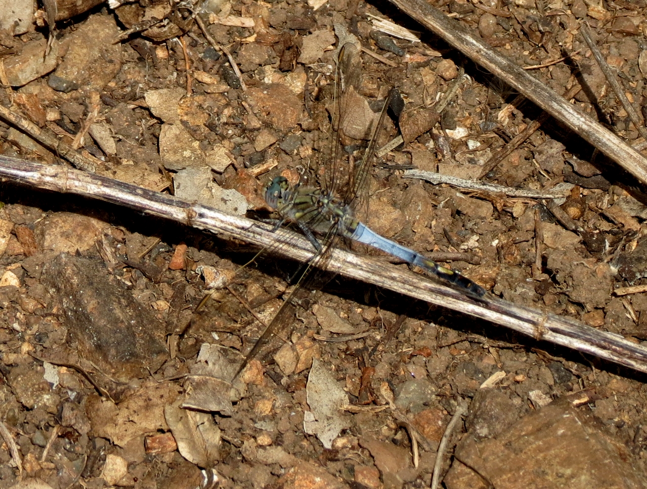 Blue Skimmer Dragonfly - close - 10 Feb 2014