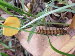 Glasswing - caterpillar - crop - 5 Jan 2015