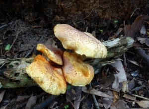 Mushroom cluster - 27 Feb 2015