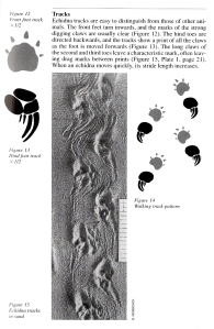 Echidna tracks - Triggs - Tracks, Scats &amp; other traces