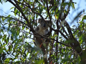 Koala - Phascolarctos cinereus - 23 Apr 2016