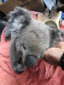 Koala 2 - Nathan onramp - 3 July 2017