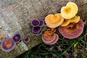 Fungi colour