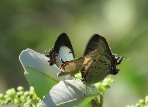 Imperial Hairstreak - Jalmenus evagoras - butterflies - 27 April 2019