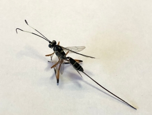 Banded pupa parasite wasp - Gotra sp. - female - ovipositor 2 - 2 May 2020
